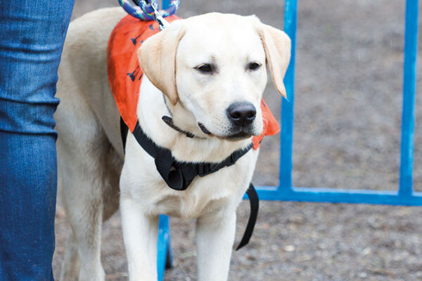 Guide dog on a lead