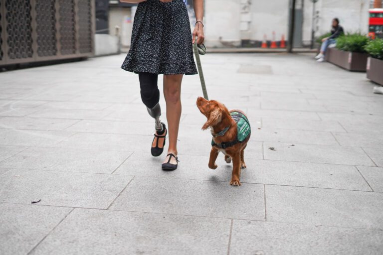 Assistance dog in street