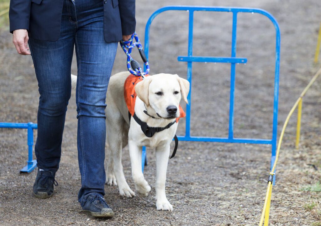 A person being led by a guide dog.