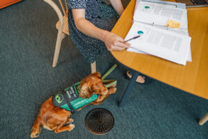 Assistance dog lies on the floor at the feet of someone working. 